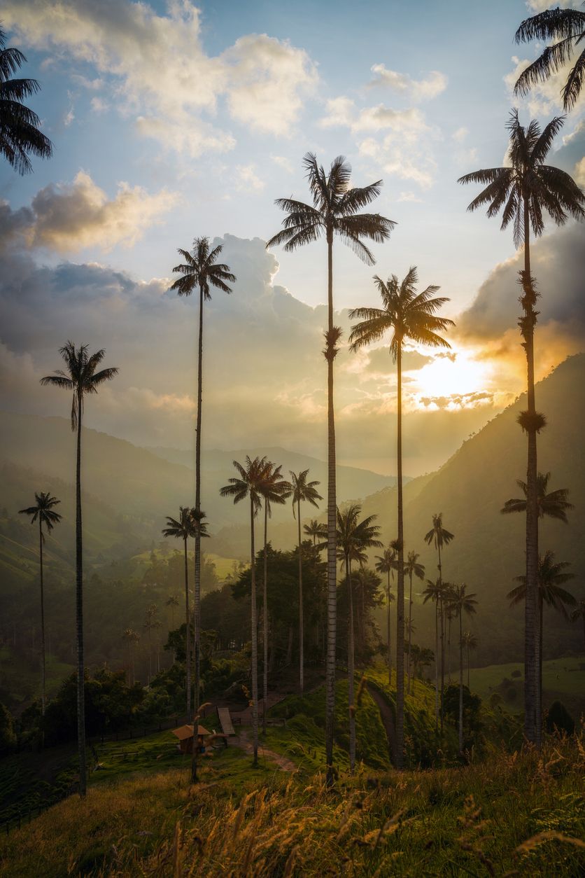 A dramatic sunset over Colombia’s Cocora Valley, with towering wax palm trees—the tallest palm species in the world—silhouetted against a backdrop of misty mountains, rolling green hills, and a golden sky filled with soft clouds.